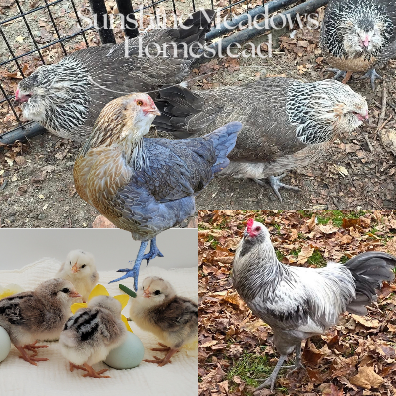 Silver/Blue Silver Ameraucana - Hatching Eggs