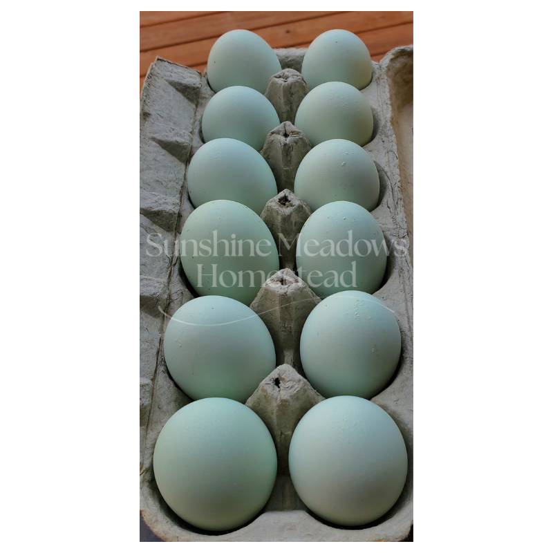 Silver/Blue Silver Ameraucana - Hatching Eggs - Image 10