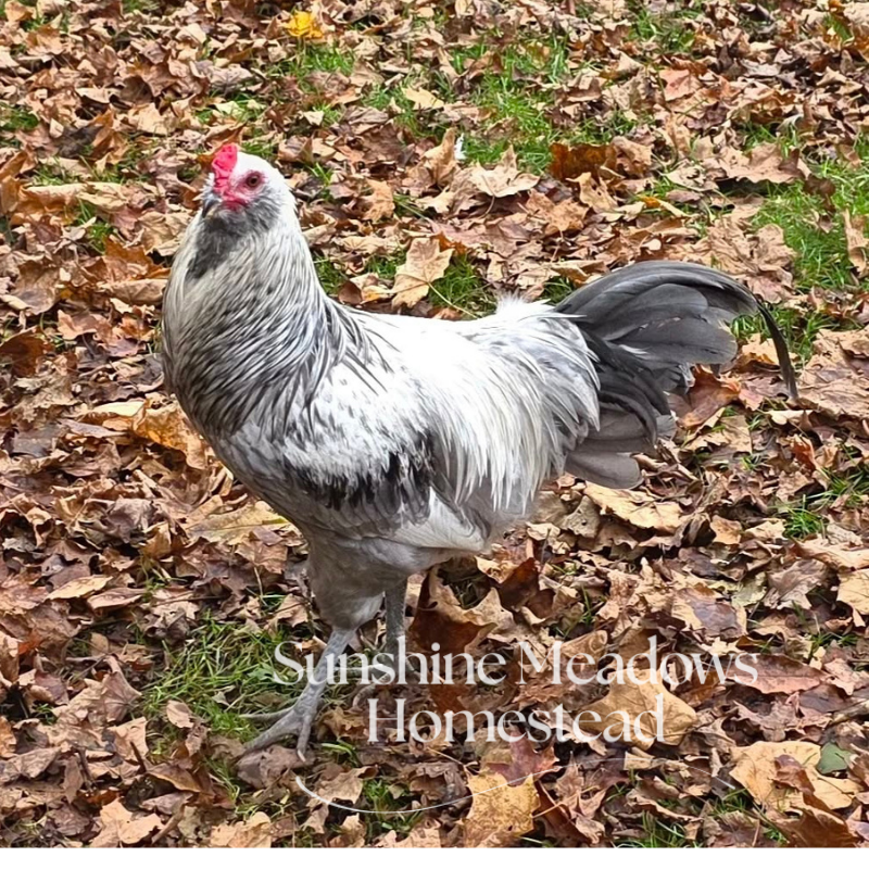 Silver/Blue Silver Ameraucana - Hatching Eggs - Image 5