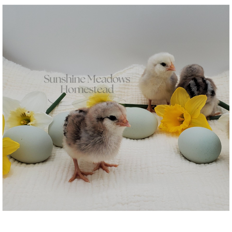 Silver/Blue Silver Ameraucana - Hatching Eggs - Image 6