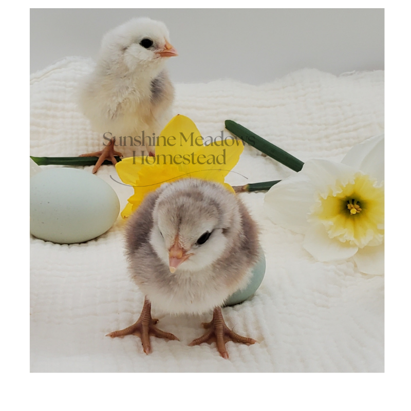 Silver/Blue Silver Ameraucana - Hatching Eggs - Image 8