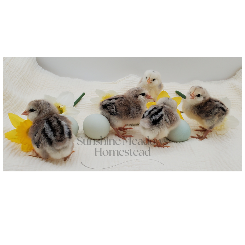 Silver/Blue Silver Ameraucana - Hatching Eggs - Image 9