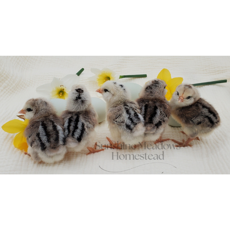 Silver/Blue Silver Ameraucana - Hatching Eggs - Image 7