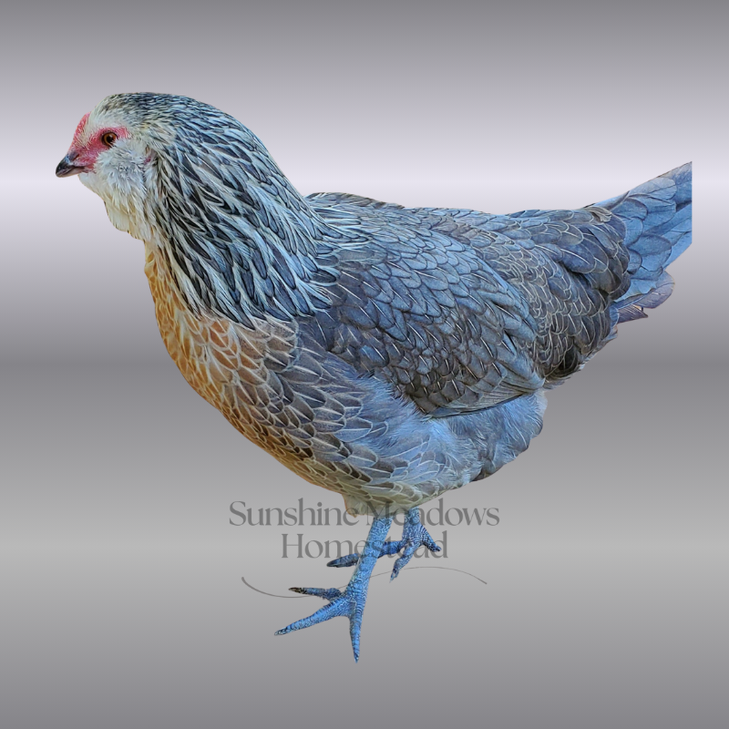 Silver/Blue Silver Ameraucana - Hatching Eggs - Image 3