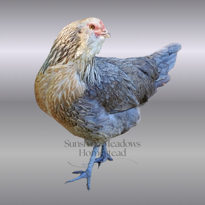 Silver/Blue Silver Ameraucana - Hatching Eggs - Image 4