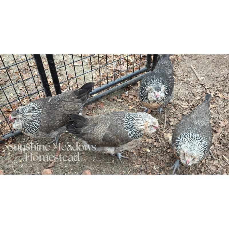 Silver/Blue Silver Ameraucana - Hatching Eggs - Image 2
