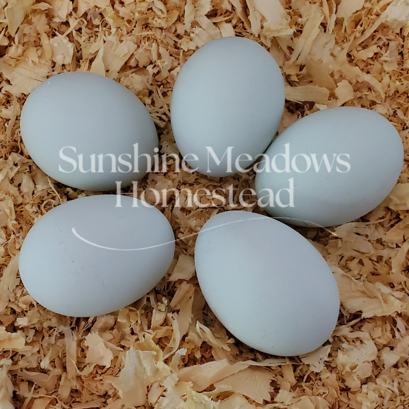 Frost White Legbars - Hatching Eggs - Image 5