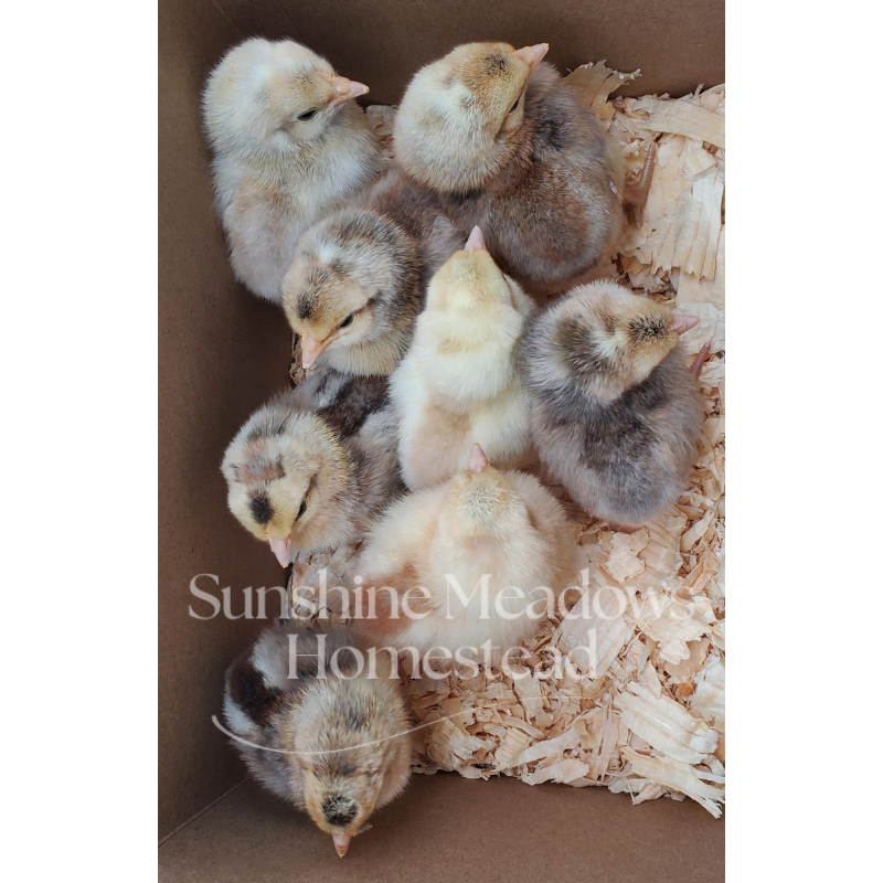 Blue & Cream Legbars - Hatching Eggs - Image 2