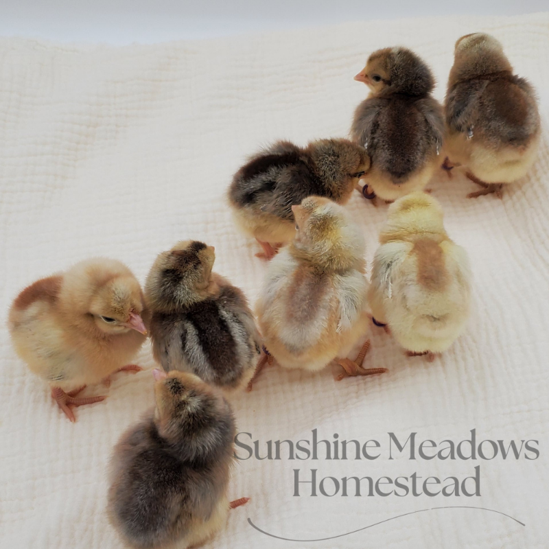 Blue & Cream Legbars - Hatching Eggs - Image 3