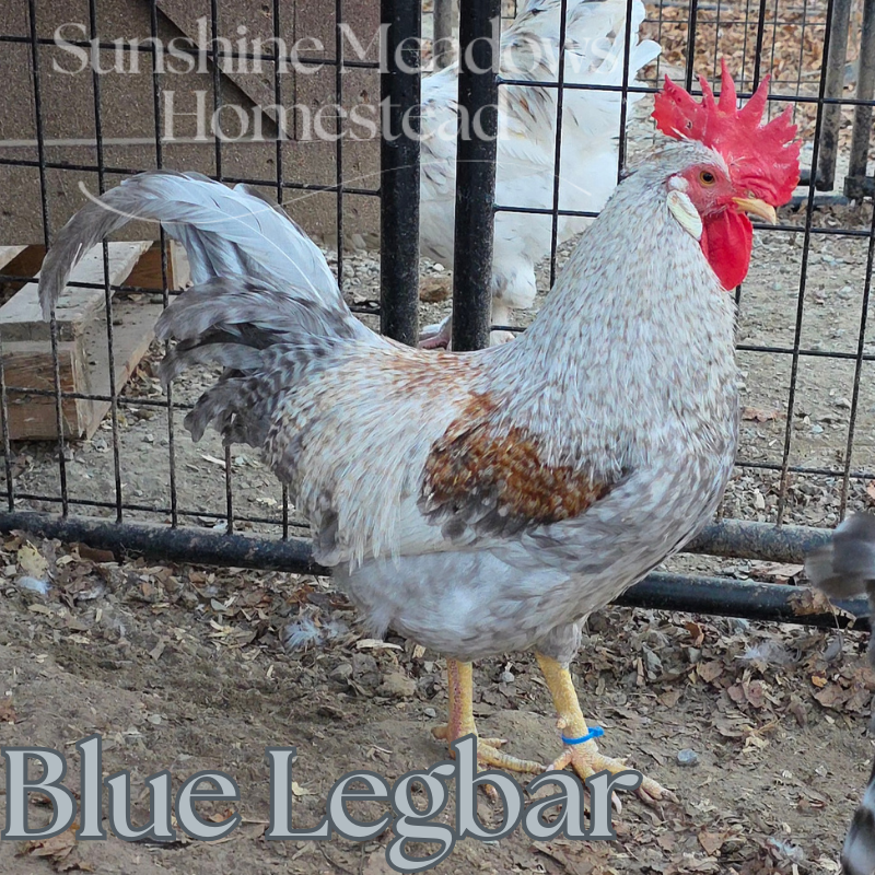 Blue & Cream Legbars - Hatching Eggs - Image 4