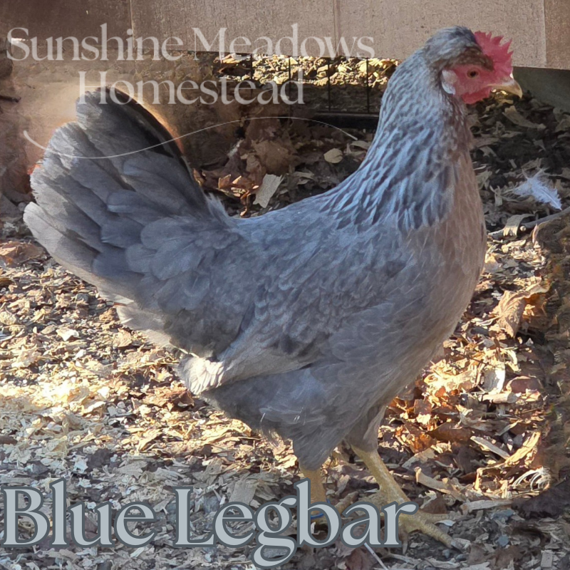 Blue & Cream Legbars - Hatching Eggs - Image 5