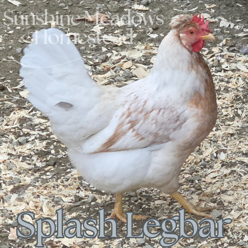 Blue & Cream Legbars - Hatching Eggs - Image 7