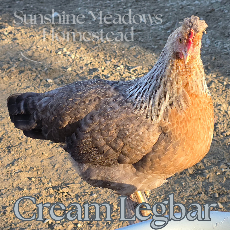 Blue & Cream Legbars - Hatching Eggs - Image 8