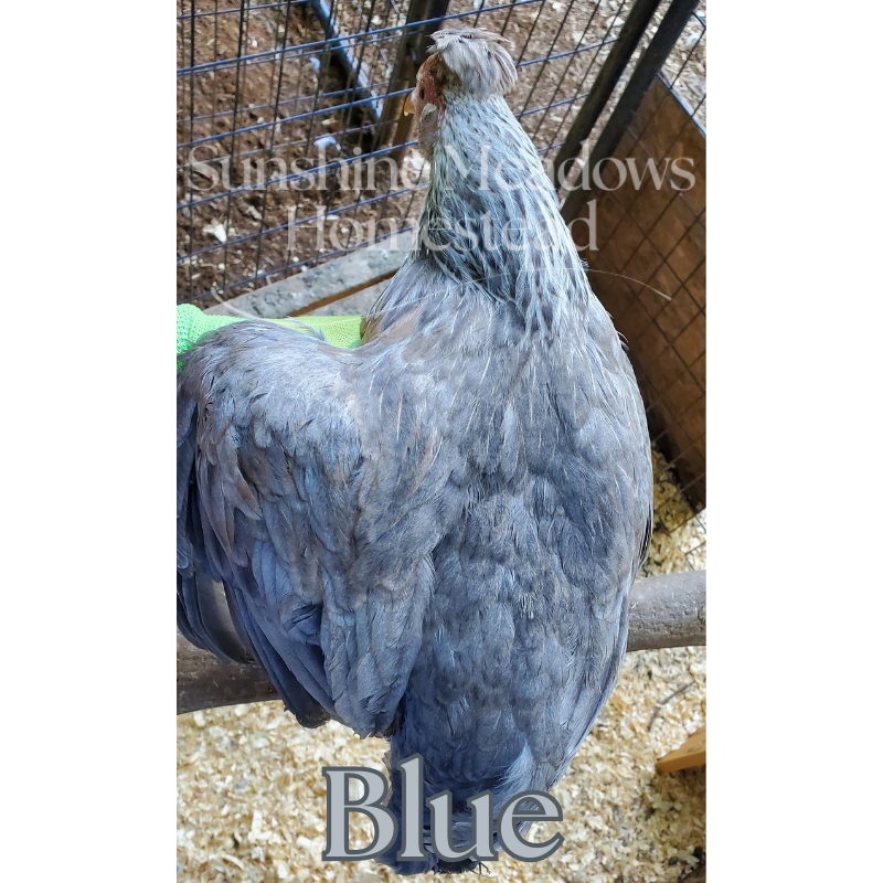 Blue & Cream Legbars - Hatching Eggs - Image 9