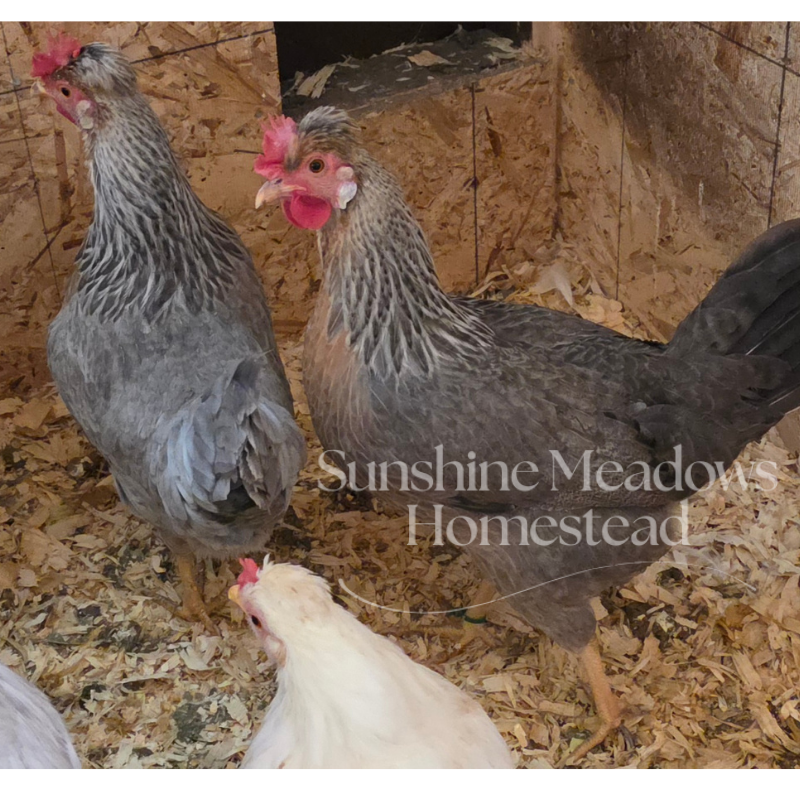 Blue & Cream Legbars - Hatching Eggs - Image 10