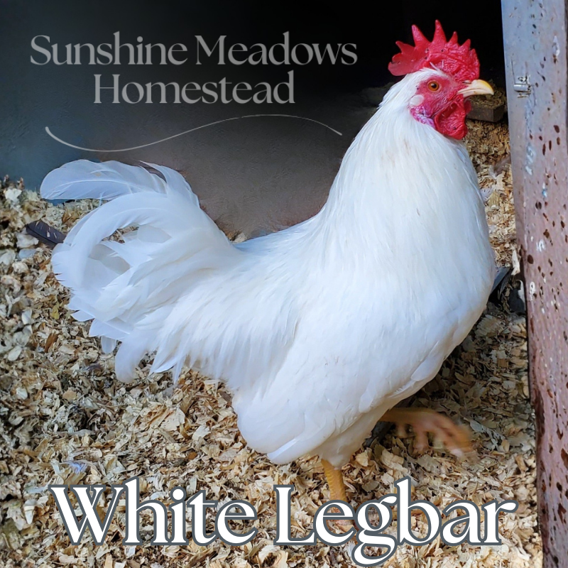 Frost White Legbars - Hatching Eggs - Image 2