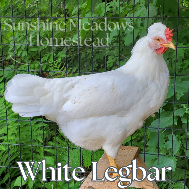 Frost White Legbars - Hatching Eggs - Image 3