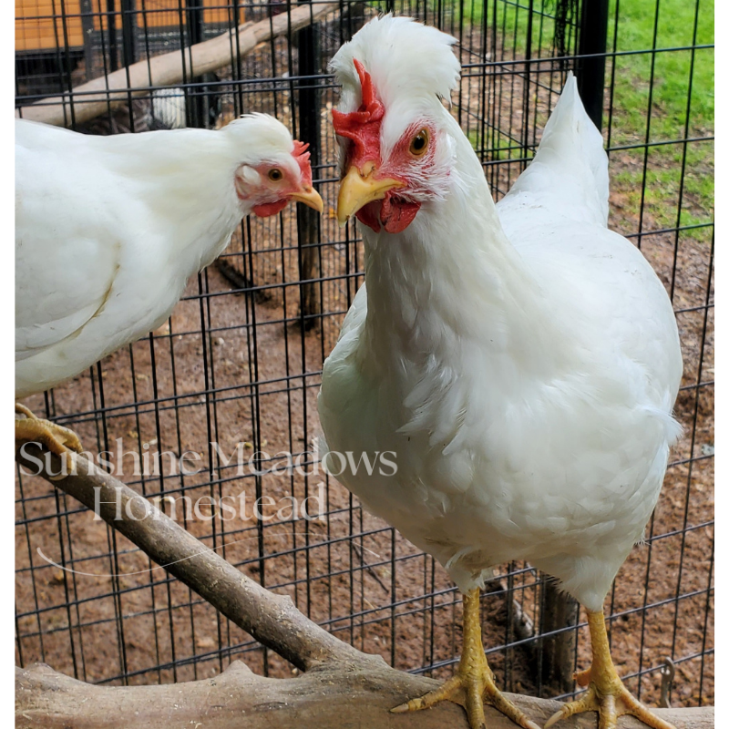 Frost White Legbars - Hatching Eggs - Image 4