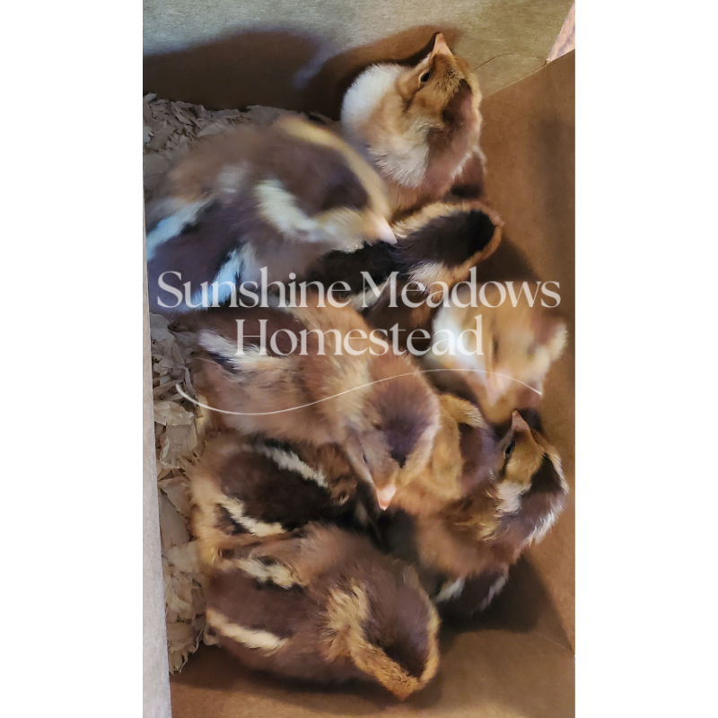 Welsummer Hatching Eggs - Image 2