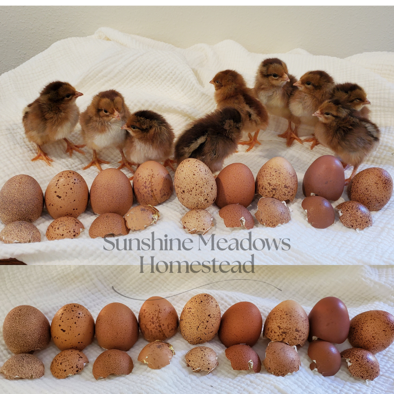 Welsummer Hatching Eggs - Image 3