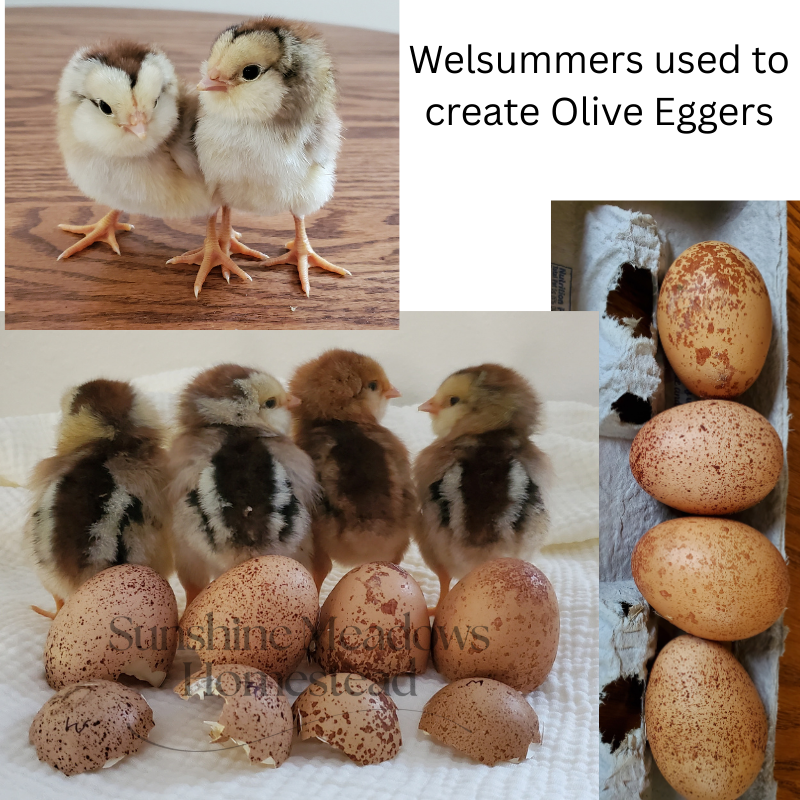 Welsummer Hatching Eggs - Image 7