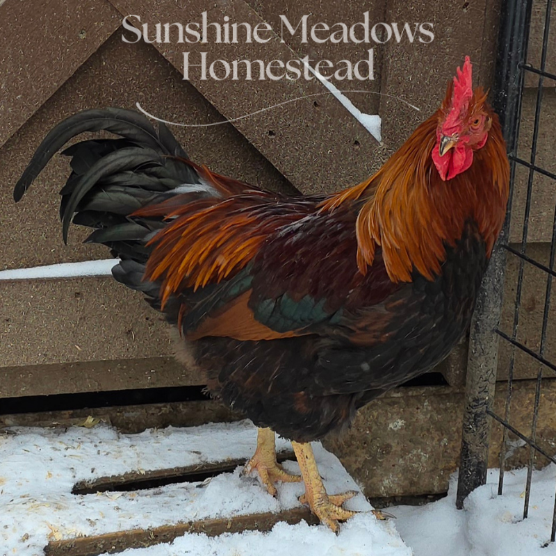 Welsummer Hatching Eggs - Image 5