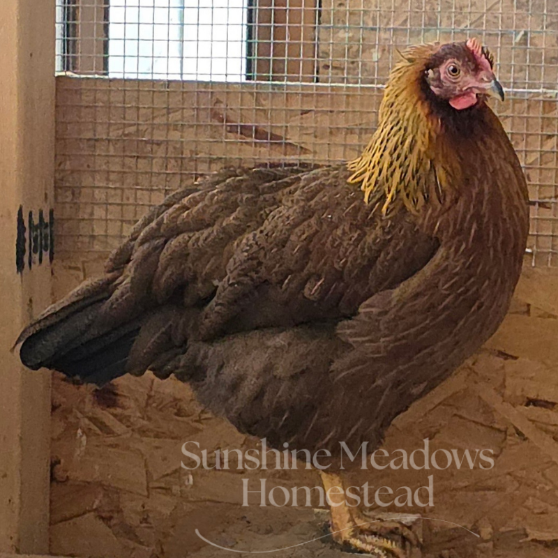 Welsummer Hatching Eggs - Image 4