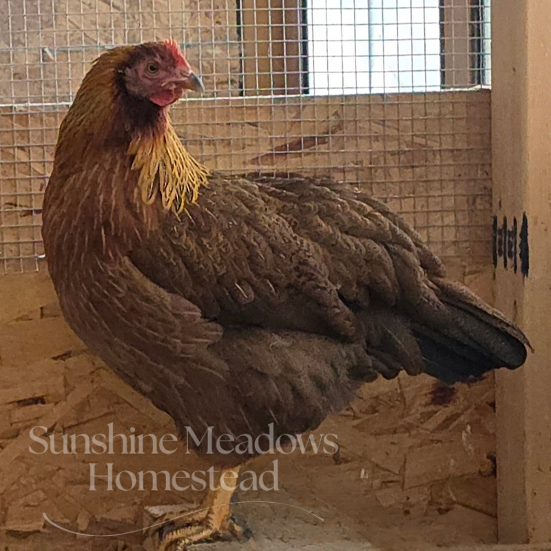 Welsummer Hatching Eggs - Image 6