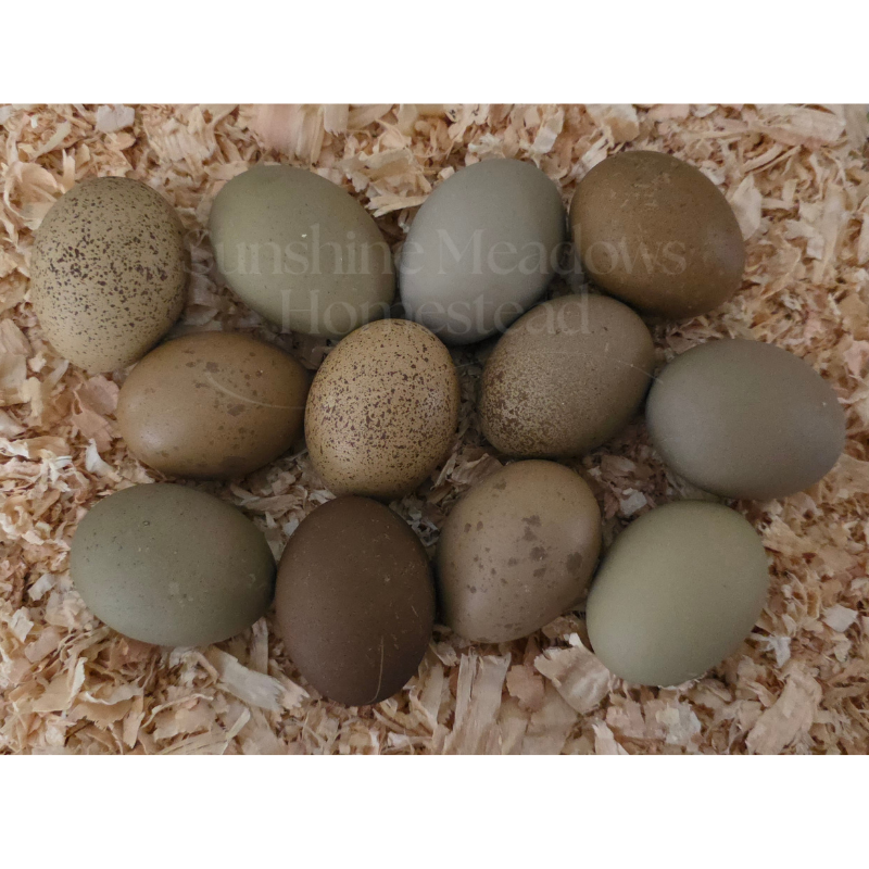 Mossy Meadow Mix - Hatching Eggs
