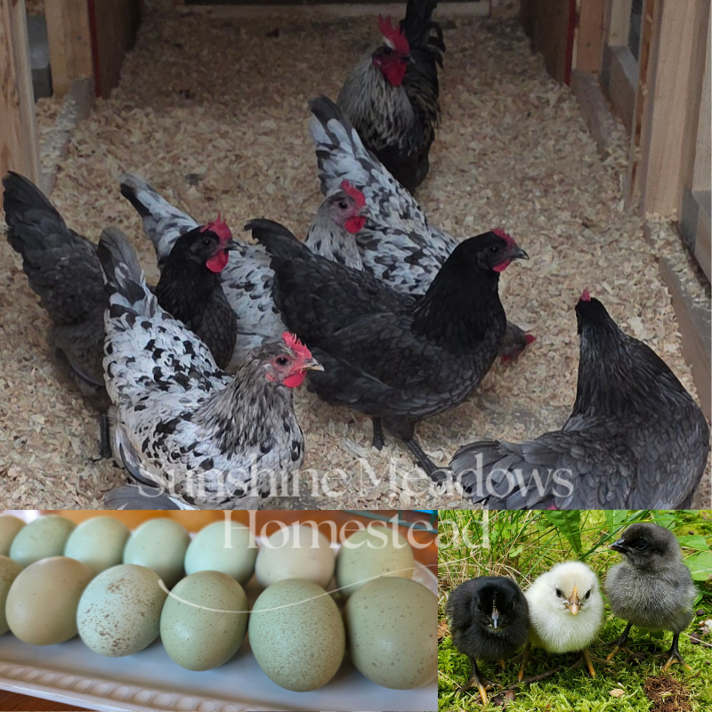Silverudds Hatching Eggs