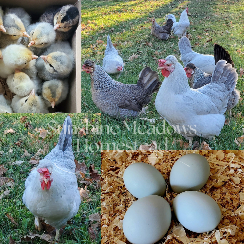Opal / Split Legbars - Hatching Eggs
