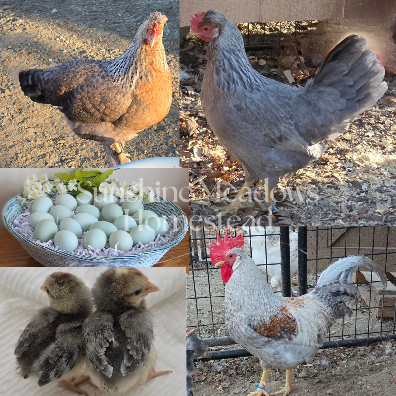 Blue & Cream Legbars - Hatching Eggs