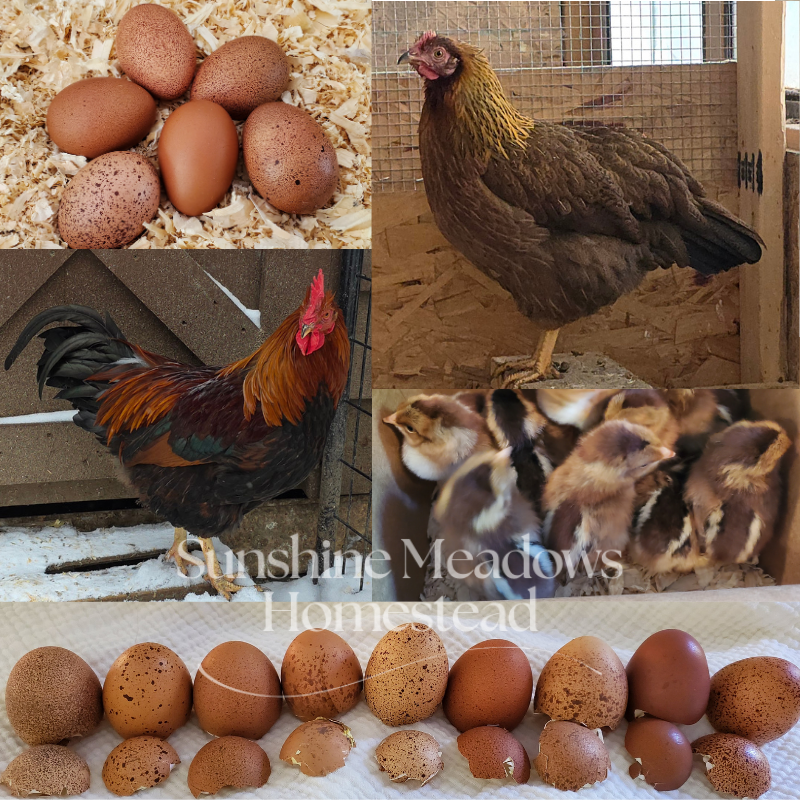 Welsummer Hatching Eggs