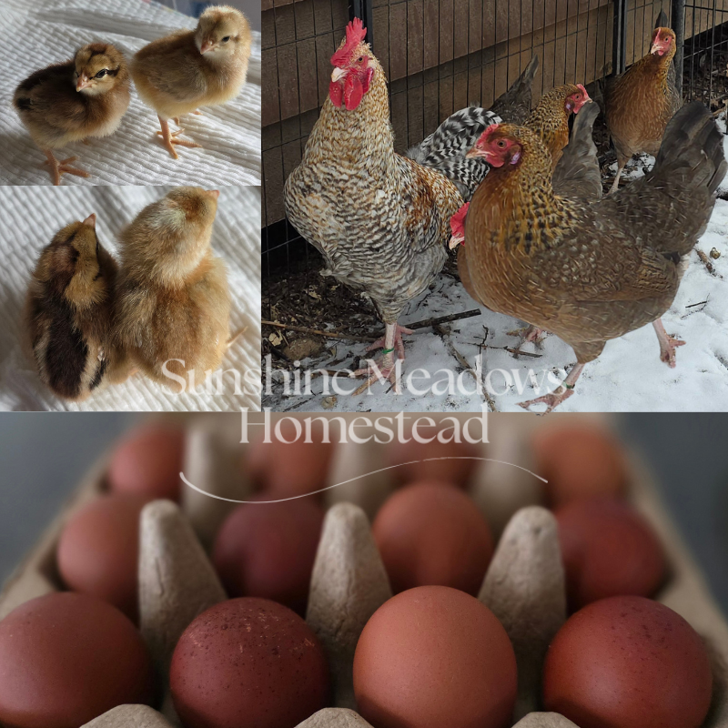 Crele Penedesenca - Hatching Eggs