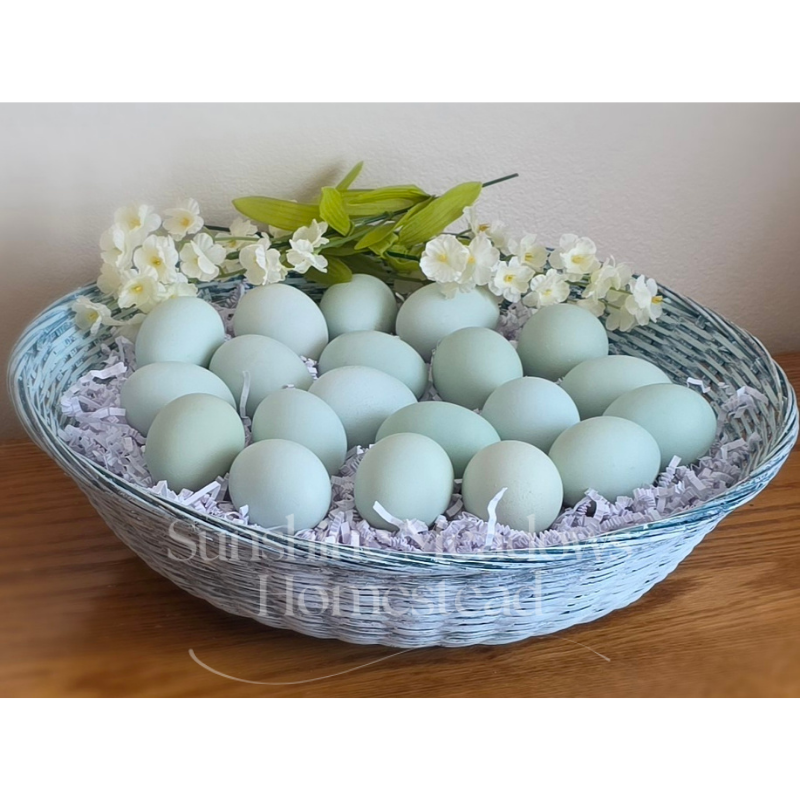 Misty Meadow Blues - Hatching Eggs