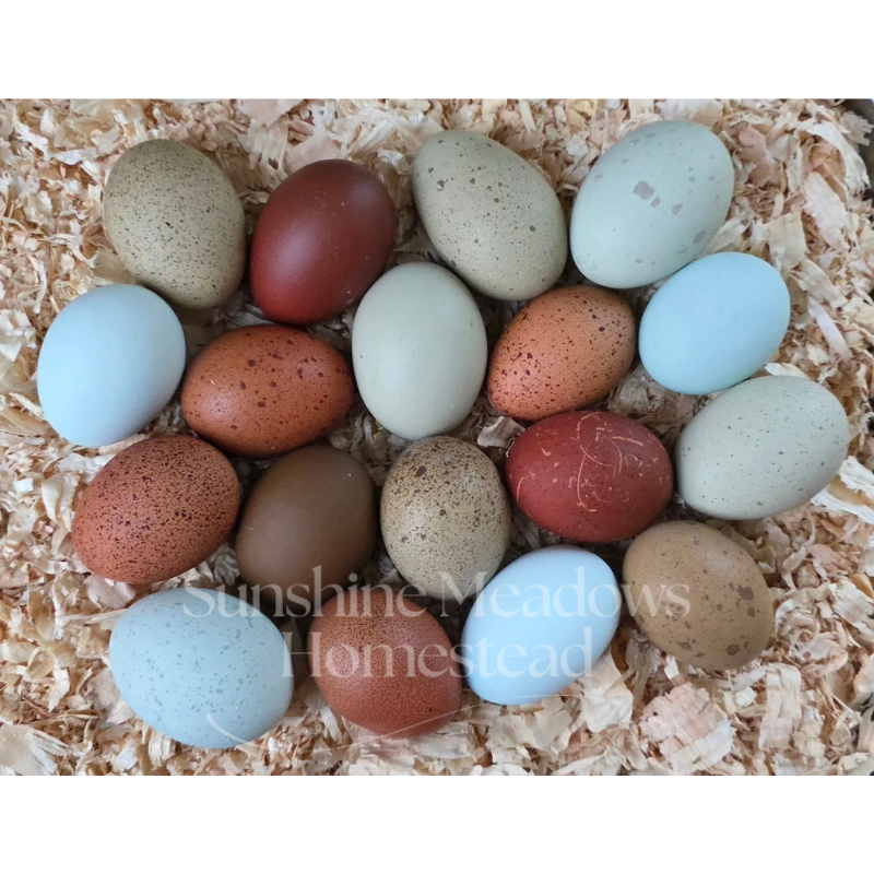 Customer's Choice Dozen - Hatching Eggs
