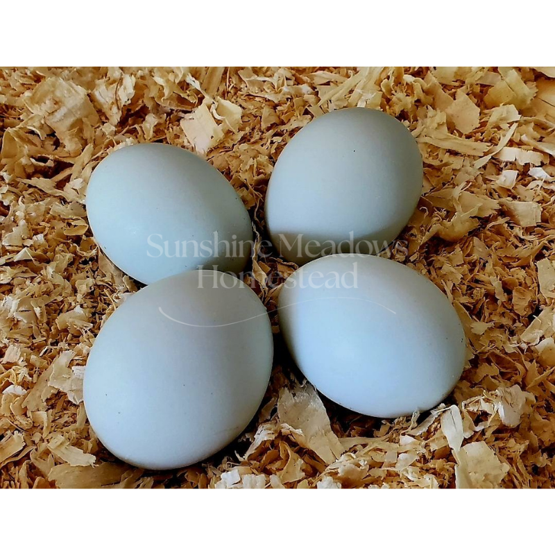 Opal / Split Legbars - Hatching Eggs - Image 7