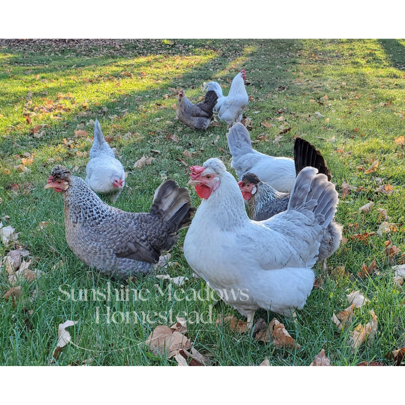 Opal / Split Legbars - Hatching Eggs - Image 2