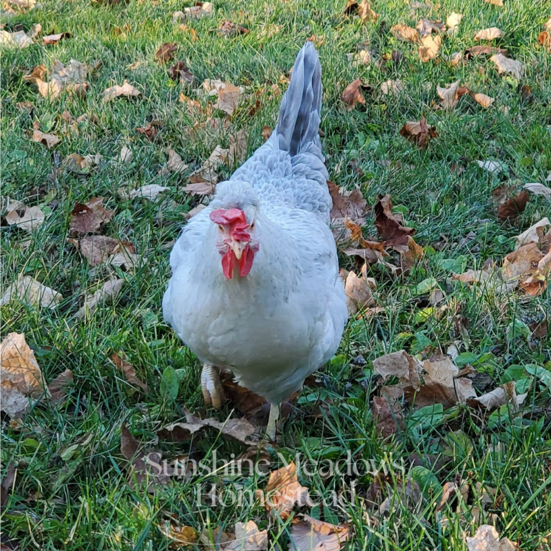 Opal / Split Legbars - Hatching Eggs - Image 3