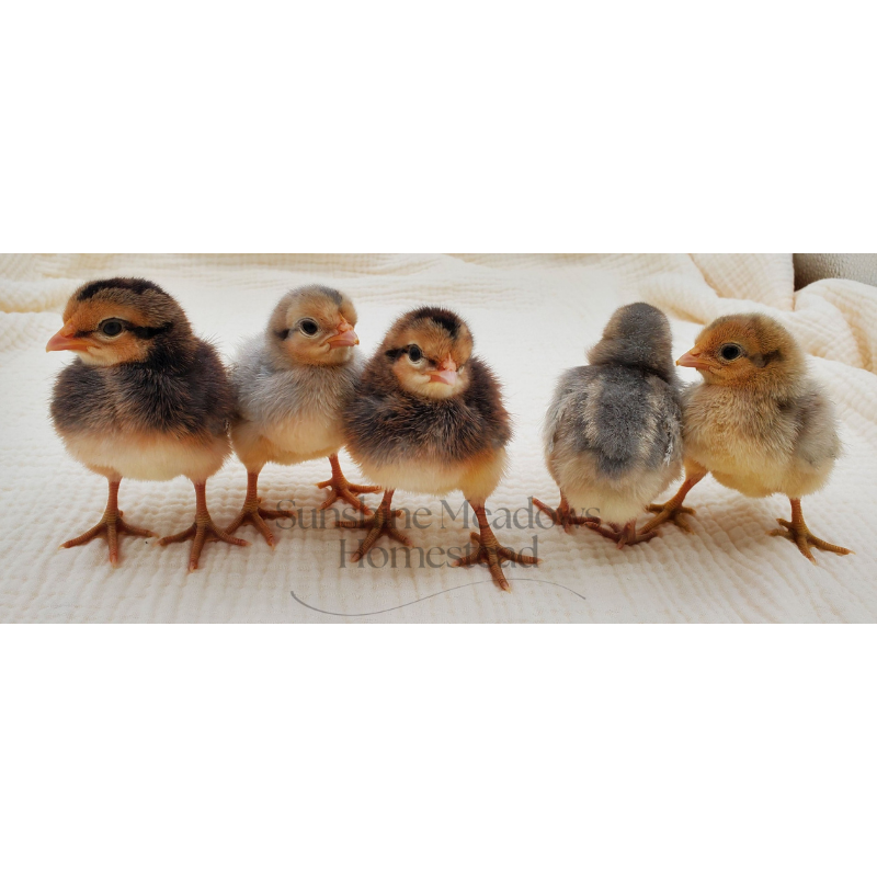 Opal / Split Legbars - Hatching Eggs - Image 5