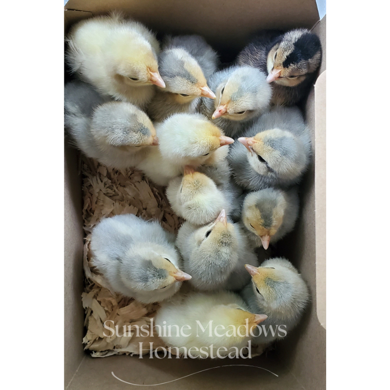 Opal / Split Legbars - Hatching Eggs - Image 6