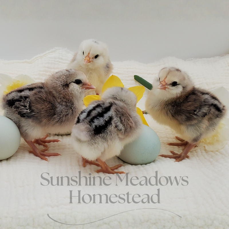 Silver/Blue Silver Ameraucana – Chicks