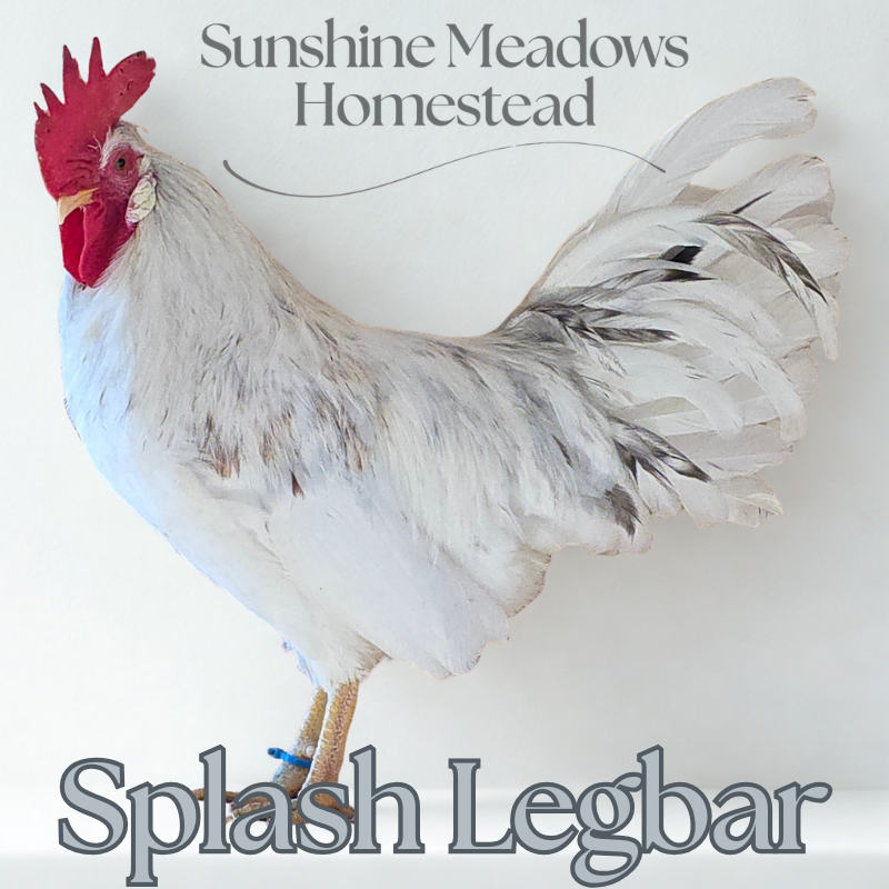 Blue & Cream Legbars - Hatching Eggs - Image 6