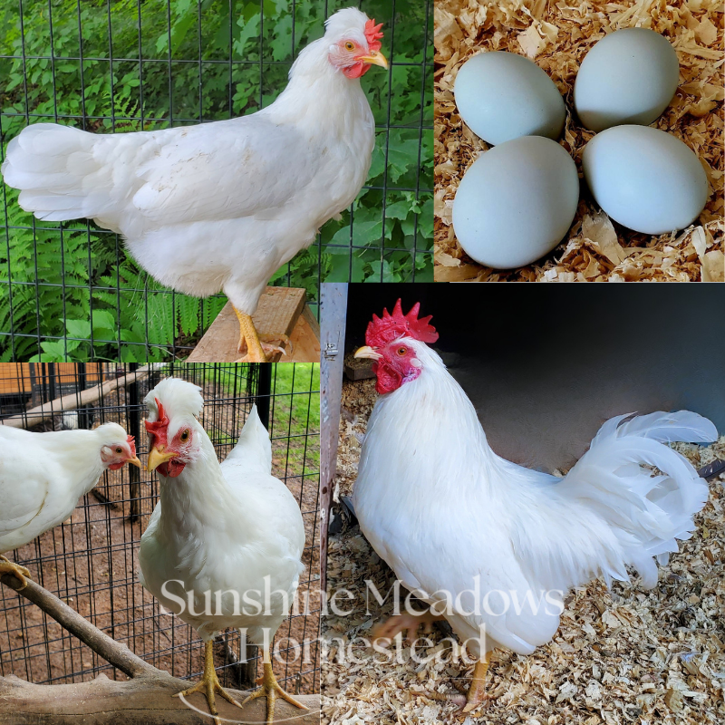 Frost White Legbars - Hatching Eggs