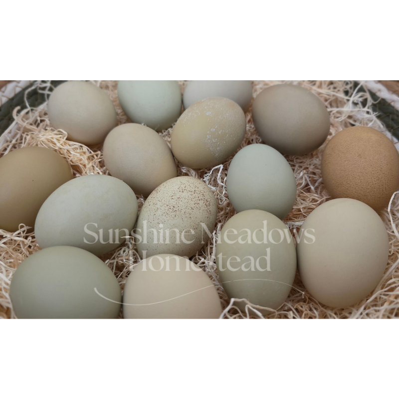 Frosty Meadow Rustics - Hatching Eggs - Image 2