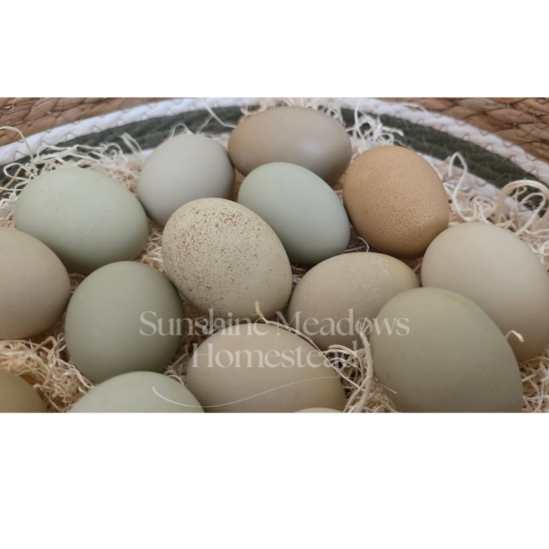 Frosty Meadow Rustics - Hatching Eggs